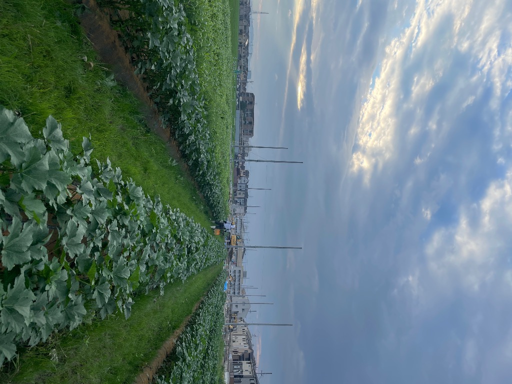 直売所やってます！